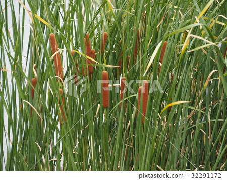 Gama的耳朵 32291172