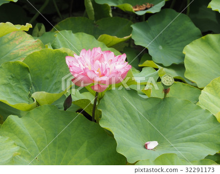 蓮花 蓮花 32291173