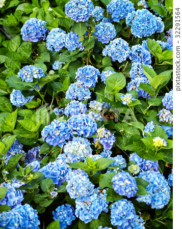繡球花 繡球花 32291564
