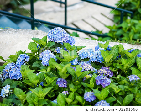 Hydrangea Hydrangea 32291566