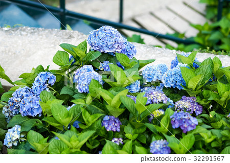 Hydrangea Hydrangea 32291567