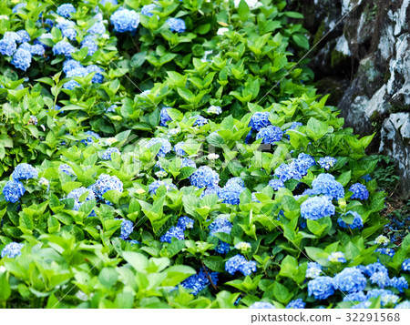 Hydrangea Hydrangea 32291568