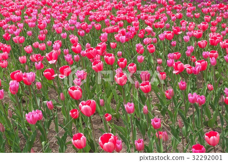 Tulip field in full bloom Tulip field in full bloom 32292001