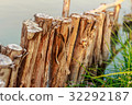 Row of timber in the edge of lagoon 32292187