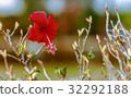 A red flower in the village garden 32292188