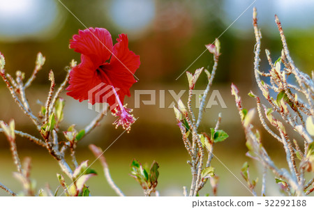 A red flower in the village garden 32292188