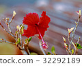A red flower in the village garden 32292189