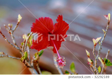 A red flower in the village garden A red flower in the village garden 32292189
