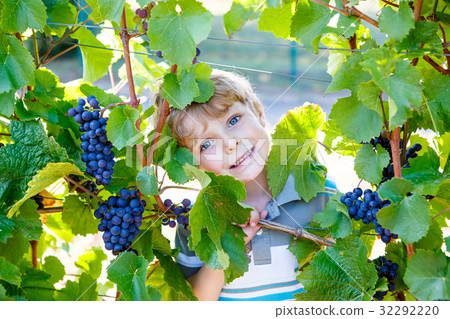 Happy blond kid boy with ripe blue grapes 32292220