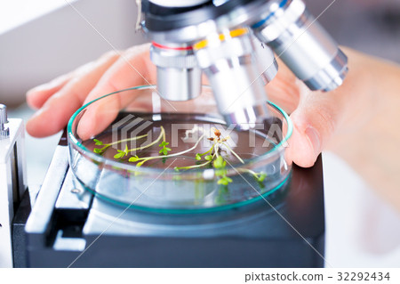 Green plants and scientific equipment in biology laborotary Green plants and scientific equipment in biology laborotary 32292434