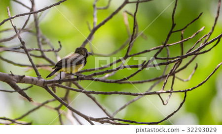 Bird (Olive-backed sunbird) on a tree 32293029