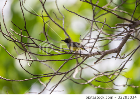 Bird (Olive-backed sunbird) on a tree 32293034