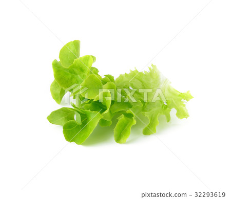 fresh green lettuce leaves isolated on white 32293619