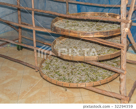 Silkworm eating mulberry green leaf 32294359