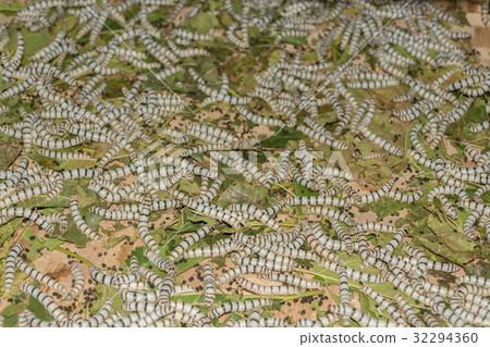 Silkworm eating mulberry green leaf 32294360
