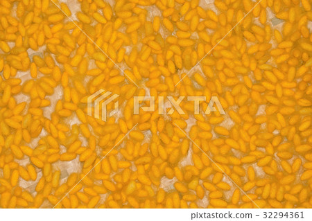 silkworms cocoons nest silkworms cocoons nest 32294361