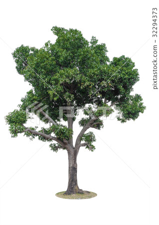 Tree Isolated on white background 32294373