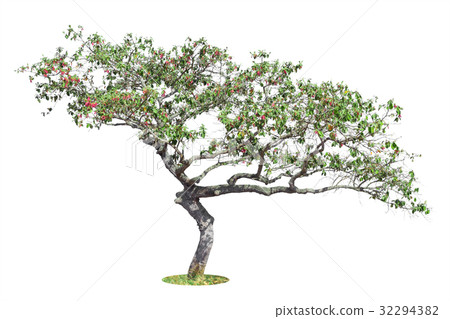 Tree Isolated on white background 32294382