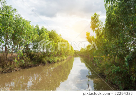 Irrigation Canal with eucalyptus trees. 32294383