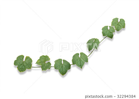 vine plants isolated on white background 32294384