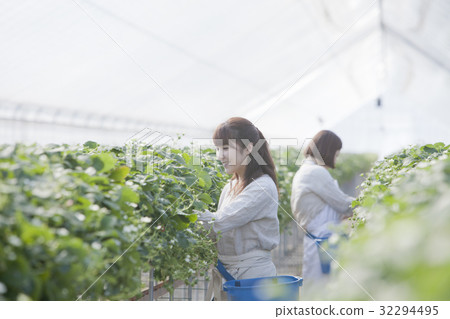 Ichigo農民 32294495