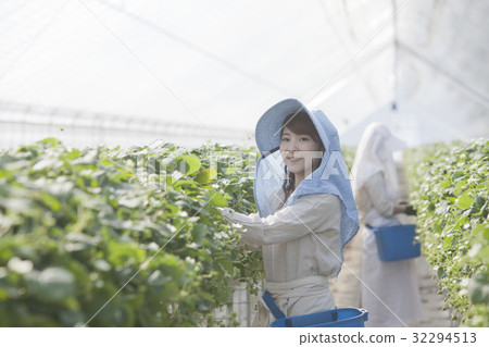 Ichigo farmer Ichigo farmer 32294513