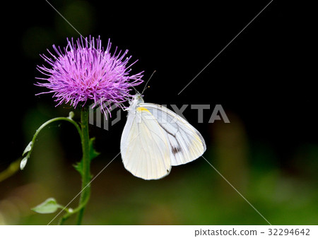 Busty Butterfly 32294642