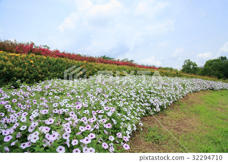 Impatience Flower 32294710