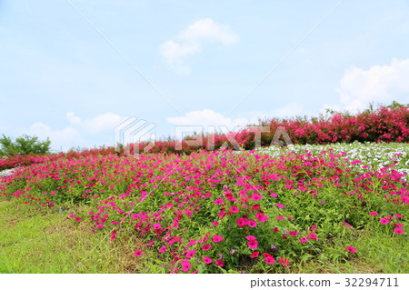 Impatience Flower Impatience Flower 32294711