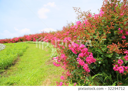 Issai sulpeberry flowers 32294712