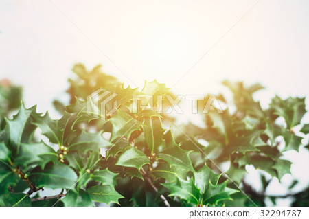 green christmas plant closeup leaf isolated green christmas plant closeup leaf isolated 32294787