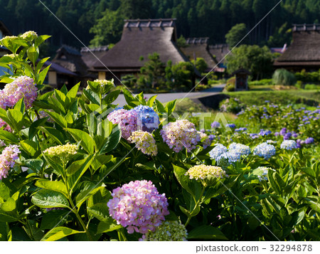 Hydrangea and the town's village 32294878