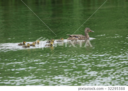 野鴨的父母和孩子 32295388