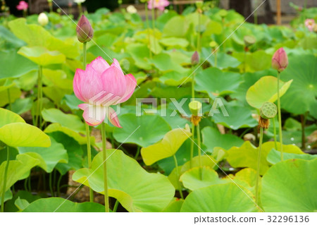 奈良Kikoji蓮花 32296136