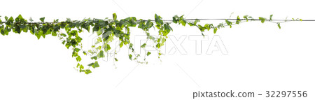 Plants ivy. Vines on poles on white background 32297556