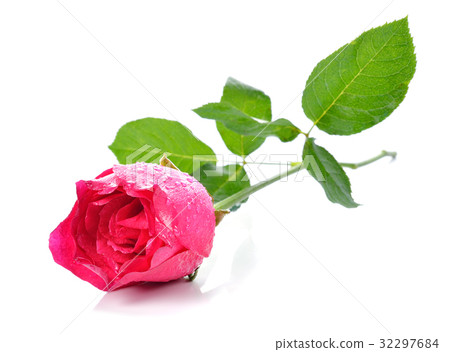 Pink Rose on white background 32297684