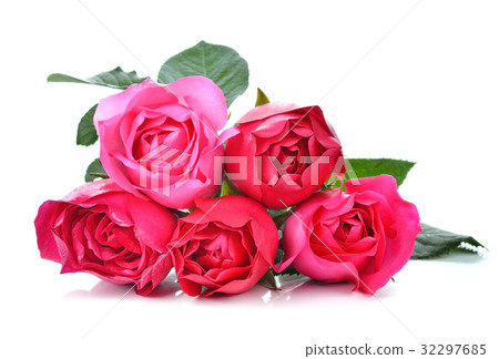 Pink Rose on white background 32297685