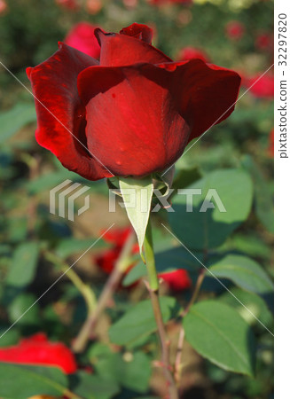深紅色玫瑰,玫瑰花蕾 深紅色玫瑰,玫瑰花蕾 32297820