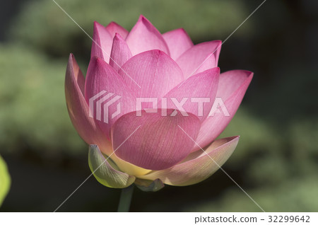 Lotus flower 32299642
