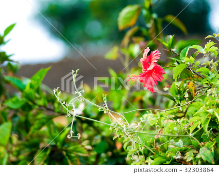 花園 32303864