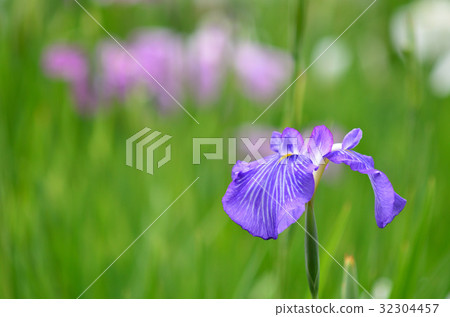 哈娜莎華 32304457