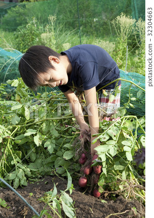 A boy digging potatoes A boy digging potatoes 32304663