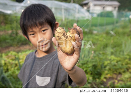 Child's hand with heart potato 32304686