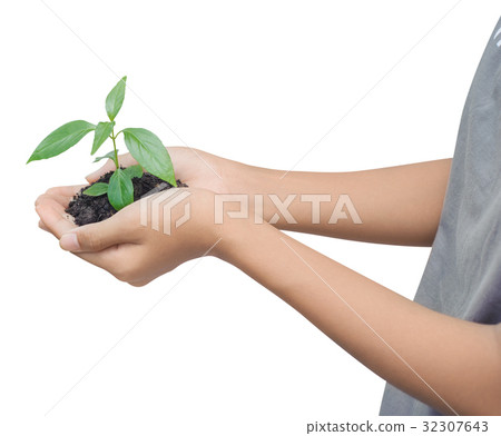 Hand holding a plant 32307643