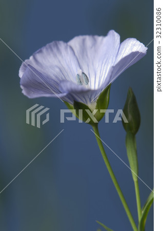 Flax (Linum usitatissimum) flowers Flax (Linum usitatissimum) flowers 32310086