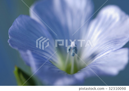 Flax (Linum usitatissimum) flowers 32310098
