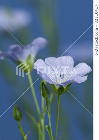 Flax (Linum usitatissimum) flowers Flax (Linum usitatissimum) flowers 32310417