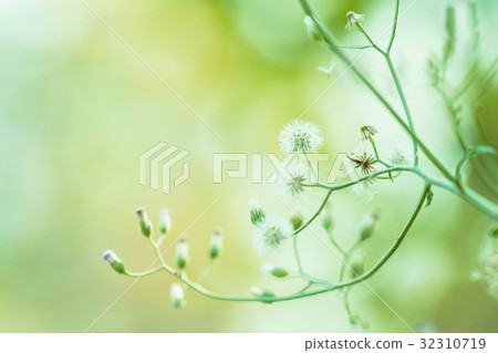 Meadow flowers, beautiful fresh morning Meadow flowers, beautiful fresh morning 32310719
