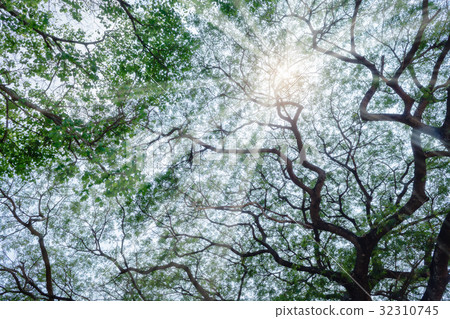 Green leaves branch white sun ray summer Green leaves branch white sun ray summer 32310745