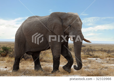 big african elephants on Etosha national park 32310966